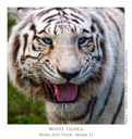 Animal Images